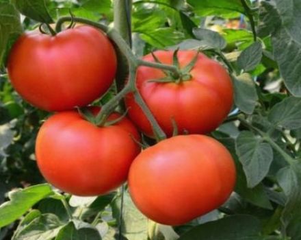 Características y descripción de la variedad de tomate Palenque