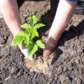Plantar, cultivar i tenir cura de gerds a l’estiu segons els consells dels jardiners experimentats