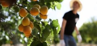 Growing, planting and caring for apricots in the Moscow region in the open field and pruning