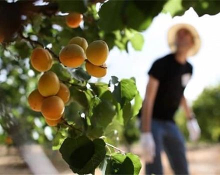 Abrikozen kweken, planten en verzorgen in de regio Moskou in het open veld en snoeien