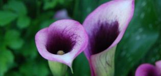 Uprawa i pielęgnacja lilii calla w domu, zwalczanie chorób