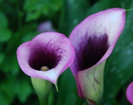 Zu Hause Calla-Lilien anbauen und pflegen, Krankheiten bekämpfen