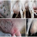 Raisons de la présence de bosses dures dans la mamelle d'une chèvre, traitement et prévention