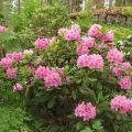 Paglalarawan at mga katangian ng mga varieties ng rhododendron Helsinki University, pagtatanim at pangangalaga