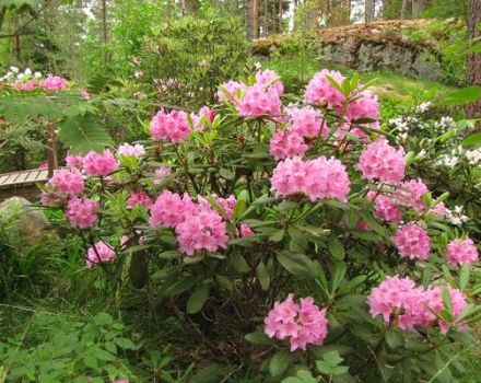 Opis a charakteristika Helsinskej odrody rododendronovej univerzity, výsadba a starostlivosť