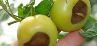 Treatment of top rot of tomatoes in the greenhouse and open field