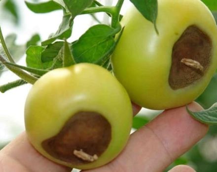 Tomaattien ylimmän mädan käsittely kasvihuoneessa ja avoimella kentällä
