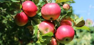 Vasaras ābolu šķirnes Malt Bagaevsky apraksts un īpašības