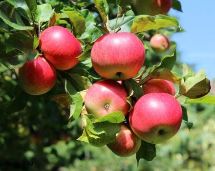Beskrivelse og karakteristika for sommerens æblevariant Malt Bagaevsky