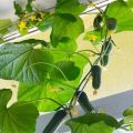 Come coltivare e legare i cetrioli su un balcone o un davanzale a casa