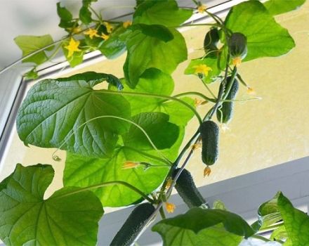 Cómo cultivar y atar pepinos en un balcón o alféizar de la ventana en casa.