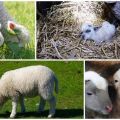 Ngoại hình và cân nặng của cừu con sơ sinh, quy trình chăm sóc cần thiết