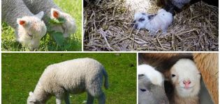 L'aspetto e il peso di un agnello appena nato, quali procedure di cura sono necessarie