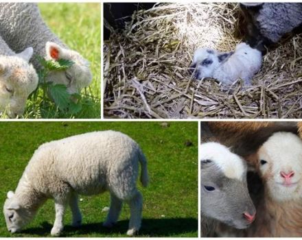 The appearance and weight of a newborn lamb, what care procedures are needed
