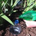 Diy drip irrigation for cucumbers from plastic bottles