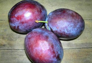 Description of the plum variety President, growing and caring for the tree