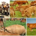 Regeln für das Weiden von Kühen und wo sie erlaubt sind, wenn sie zum Weiden gebracht werden