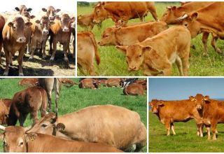 Reglas para el pastoreo de vacas y dónde se les permite cuando salen a pastar