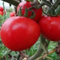 Najlepsze odmiany samozapylonych nasion pomidora do szklarni i na otwartym polu