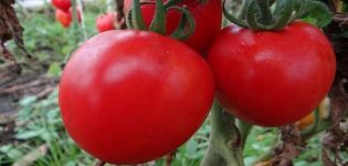 De beste variëteiten van zelfbestoven tomatenzaden voor kassen en open veld