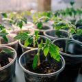 Hvad er den optimale temperatur til dyrkning af tomatplanter