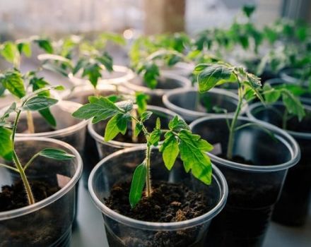 What is the optimal temperature for growing tomato seedlings