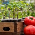 Quando piantare pomodori per piantine nel 2020