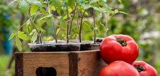 Kedy zasadiť paradajky pre sadenice v roku 2020