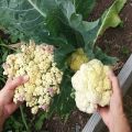 Description, treatment and control of cauliflower diseases