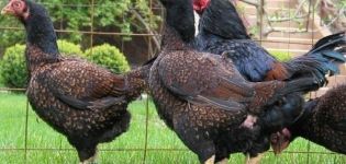 คำอธิบายไก่เนื้อสีที่ดีที่สุด 8 สายพันธุ์กฎการบำรุงรักษาและโภชนาการ