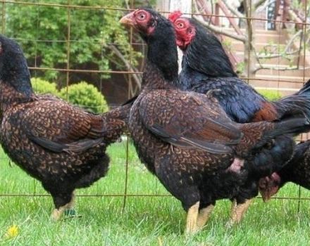 Description of the 8 best breeds of color broilers, rules of maintenance and nutrition
