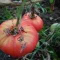 Pomidorų „Biysk rose“ ir „Biysk rosean“ veislių charakteristikos ir aprašymas