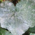 Why, after planting in the ground, the leaves of cucumbers turn white and what to do