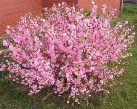 Description of the almond variety Pink foam, planting and care rules in the open field