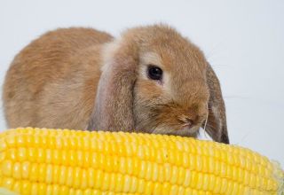 Hvilken kornblanding er bedre at fodre kaniner og lave mad med dine egne hænder
