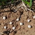 ¿Qué es la urea (carbamida), instrucciones para usar fertilizantes en el jardín?