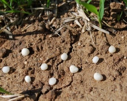 Co je močovina (karbamid), návod k používání hnojiv v zahradě