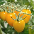 Características y descripción de la variedad de tomate Dátil rojo (amarillo, naranja, siberiano) F1, su rendimiento