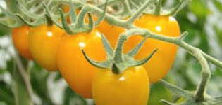 Karakteristike i opis sorte rajčice Crveni datum (žuta, narančasta, sibirska) F1, njen prinos
