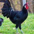 Eigenschaften und Beschreibung der La Flash-Hühner, Aufbewahrungsregeln