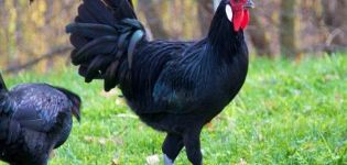 מאפיינים ותיאור של תרנגולות לה-פלאש, כללי שמירה