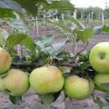 תיאור ומאפייני זן עץ התפוחים Bessemyanka Michurinskaya, אזורי תפוצה וביקורות גננים