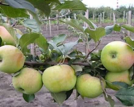 Descrizione e caratteristiche della varietà di melo Bessemyanka Michurinskaya, regioni di distribuzione e recensioni di giardinieri