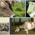 Causes et symptômes de l'infection par la peste bovine, méthodes de traitement et mesures de prévention