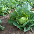 What to do if the cabbage stands still and does not grow, how to feed it
