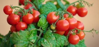 Descrizione della varietà di pomodoro pigmeo e caratteristiche di coltivazione