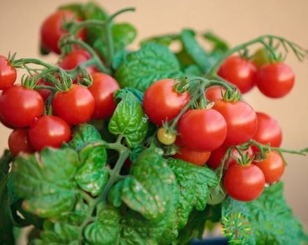 Descripción de la variedad de tomate Pigmeo y características de cultivo.