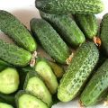 Description of the best varieties of gherkin cucumbers for open ground