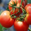 Bugai pembe ve kırmızı domates çeşidinin tanımı ve özellikleri