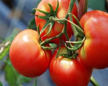 Beschrijving en kenmerken van het tomatenras Bugai roze en rood
